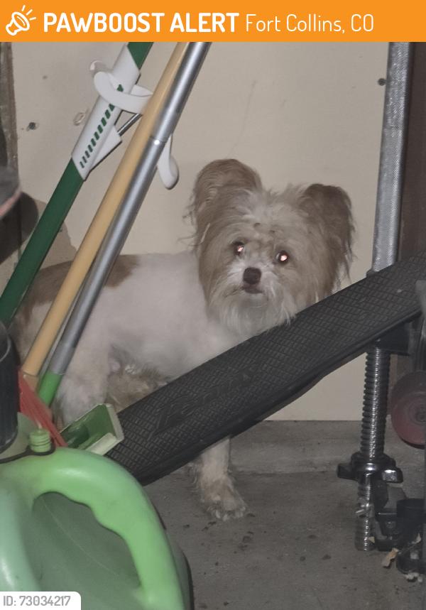 Found/Stray Unknown Dog last seen Swallow & Stanford, Fort Collins, CO 80525