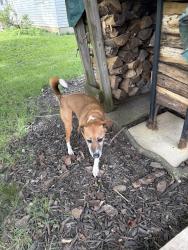 Found/Stray Female Dog last seen Ormsbee Ave and Crowles Ave , Westerville, OH 43081