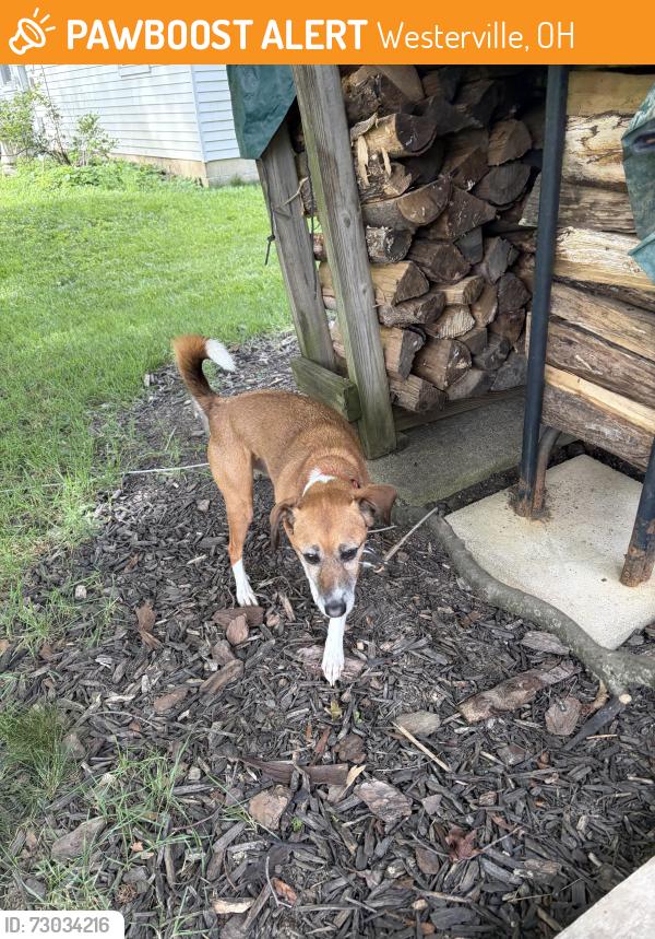 Found/Stray Female Dog last seen Ormsbee Ave and Crowles Ave , Westerville, OH 43081