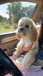 Found/Stray Unknown Dog last seen The bridge on Frye Bridge Rd, Clemmons, NC 27012
