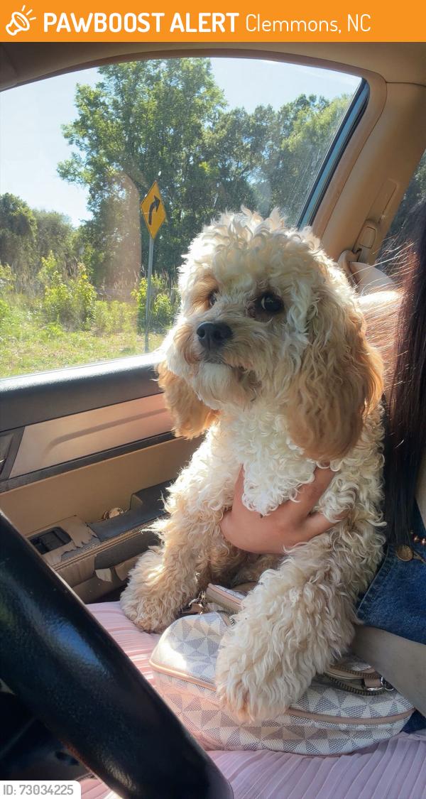 Found/Stray Unknown Dog last seen The bridge on Frye Bridge Rd, Clemmons, NC 27012