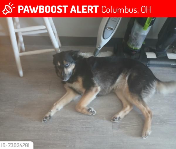 Lost Female Dog last seen old sullivent and Georgesvillie rd, Columbus, OH 43123