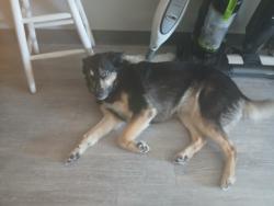 Lost Female Dog last seen old sullivent and Georgesvillie rd, Columbus, OH 43123