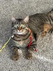 Lost Male Cat last seen Near West Virginia st dyess afb, Abilene, TX 79607