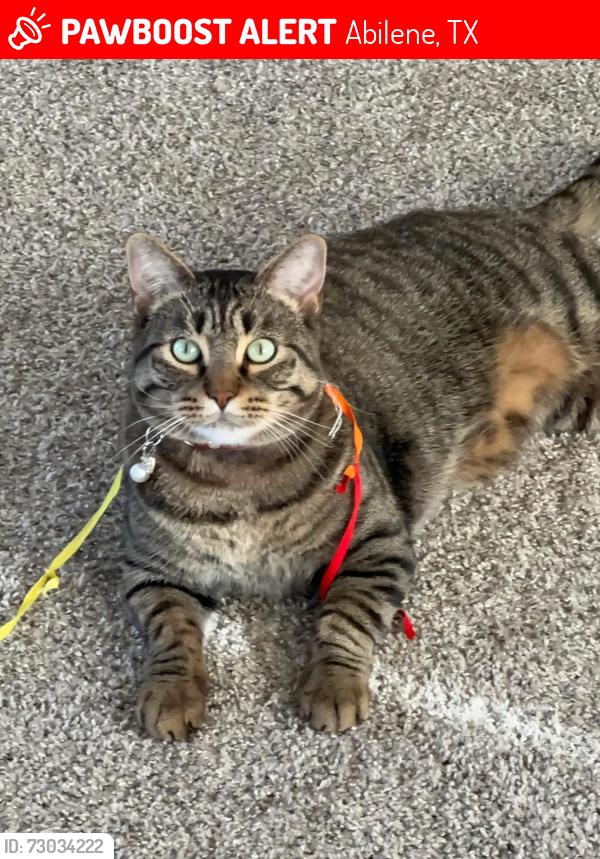 Lost Male Cat last seen Near West Virginia st dyess afb, Abilene, TX 79607