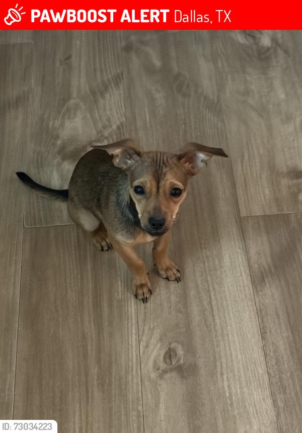 Lost Male Dog last seen Harry Hines , Dallas, TX 75235