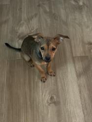 Lost Male Dog last seen Harry Hines , Dallas, TX 75235