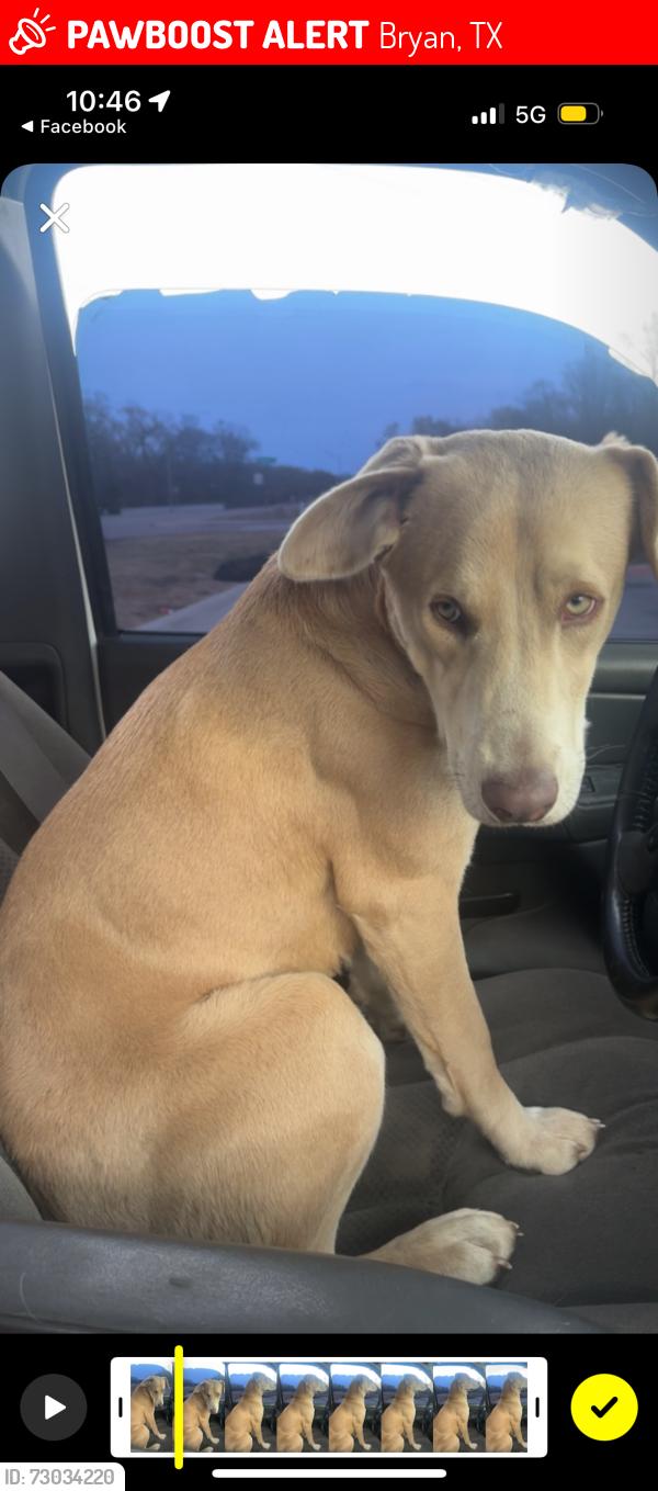 Lost Female Dog last seen Sandy point, sandy point lake Bryan, Bryan, TX 77807