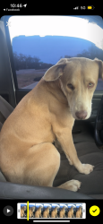 Lost Female Dog last seen Sandy point, sandy point lake Bryan, Bryan, TX 77807