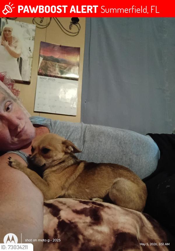 Lost Male Dog last seen My house, Summerfield, FL 34491