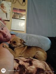 Lost Male Dog last seen My house, Summerfield, FL 34491