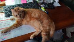 Lost Male Cat last seen St Helens Down, Hastings, East Sussex, England TN34 2BD