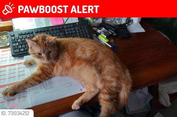 Lost Male Cat last seen St Helens Down, Hastings, East Sussex, England TN34 2BD