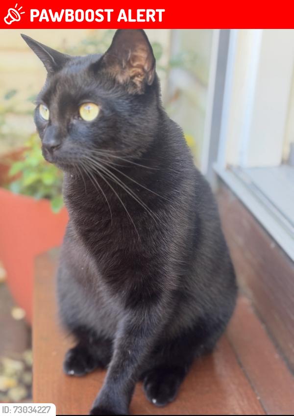 Lost Female Cat last seen Walnut Grove RD, East Stroudsburg, PA 18301