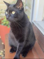 Lost Female Cat last seen Walnut Grove RD, East Stroudsburg, PA 18301