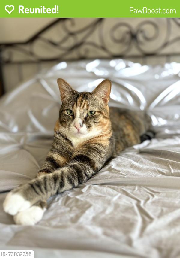 Reunited Female Cat last seen Alicia and Marguerite , Mission Viejo, CA 92692