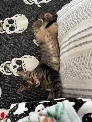 Lost Male Cat last seen Dodd road, Casselberry, FL 32707