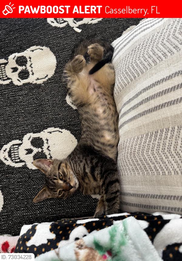 Lost Male Cat last seen Dodd road, Casselberry, FL 32707