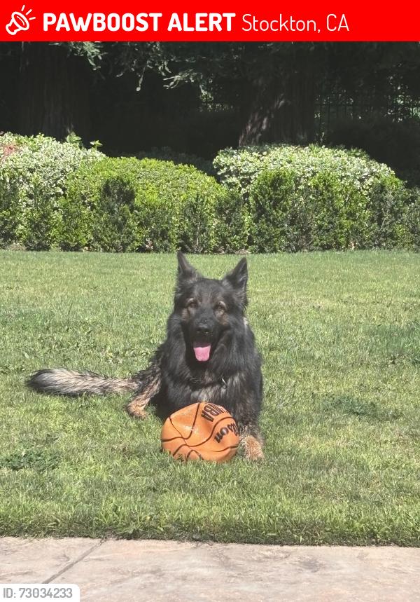 Lost Male Dog last seen Cherokee lane , Stockton, CA 95215