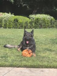 Lost Male Dog last seen Cherokee lane , Stockton, CA 95215
