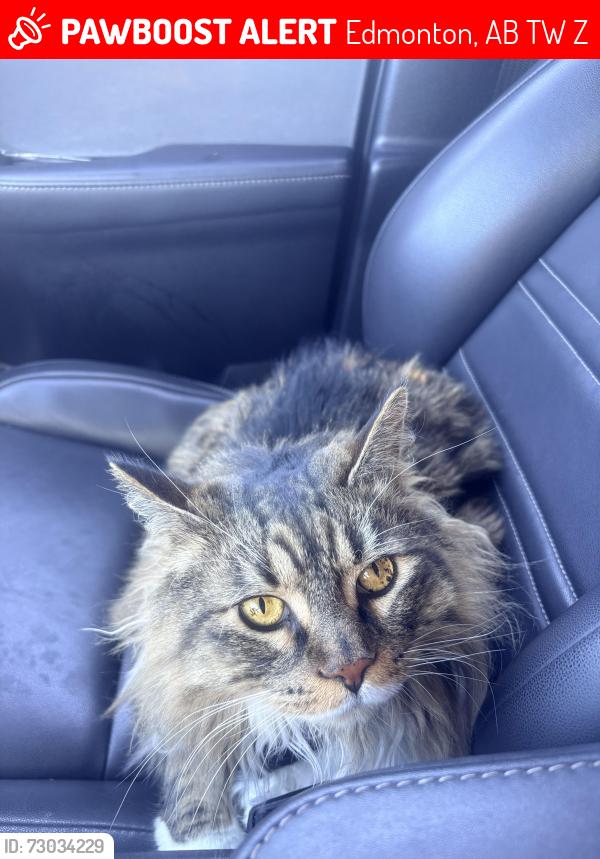 Lost Male Cat last seen Chappelle drive and Charles Place , Edmonton, AB T6W 0Z3