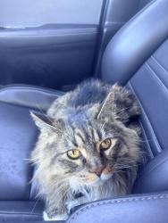 Lost Male Cat last seen Chappelle drive and Charles Place , Edmonton, AB T6W 0Z3