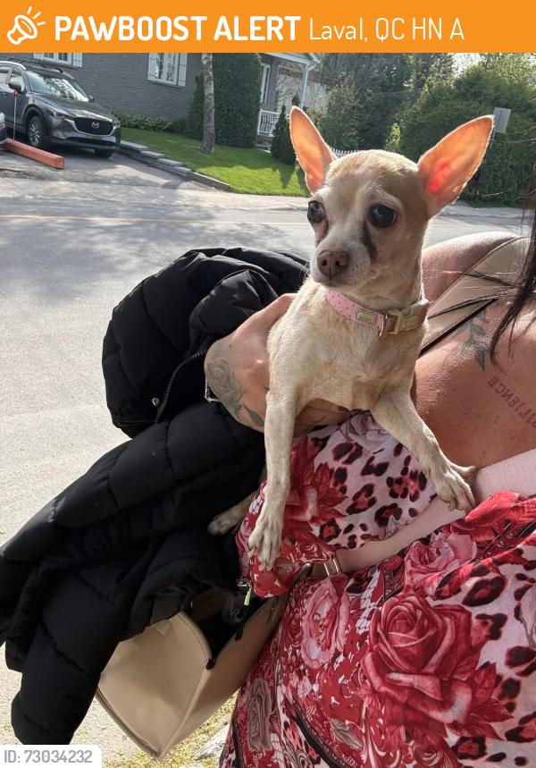 Found/Stray Female Dog last seen Météo cartier, Laval, QC H7N 0A3