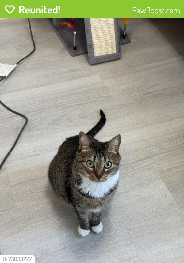 Reunited Female Cat last seen N Michigan Ave and Colorado Blvd, Pasadena, CA 91106