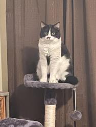 Lost Female Cat last seen Pottstown Middle School , Pottstown, PA 19464