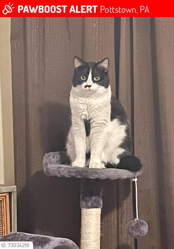 Lost Female Cat last seen Pottstown Middle School , Pottstown, PA 19464