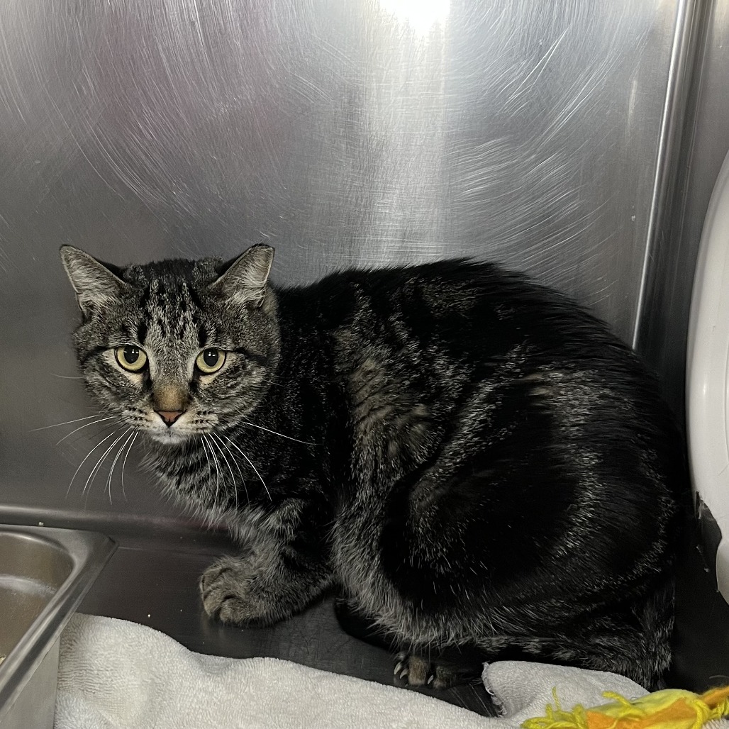 Shelter Stray Unknown Cat last seen , 4575 E Mesquite Ave, Palm Springs, CA 92264, USA