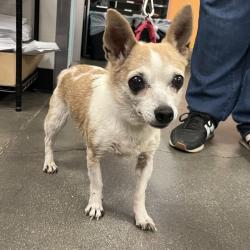 Shelter Stray Female Dog last seen , 4575 E Mesquite Ave, Palm Springs, CA 92264, USA
