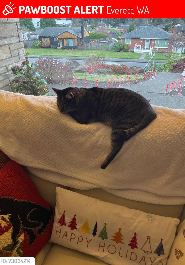 Lost Female Cat last seen 50th and Delaware, Everett, WA 98203
