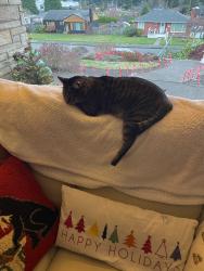 Lost Female Cat last seen 50th and Delaware, Everett, WA 98203