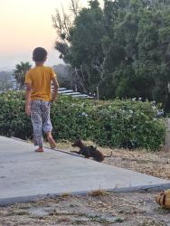 Lost Male Dog last seen MacArthur Dr, Lemon Grove, CA 92115