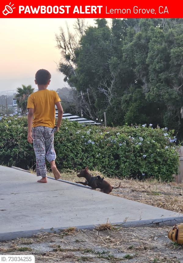 Lost Male Dog last seen MacArthur Dr, Lemon Grove, CA 92115