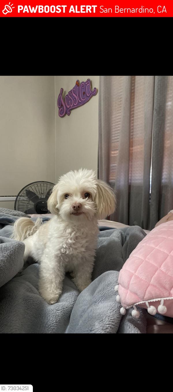 Lost Female Dog last seen Eureka and Moutain, San Bernardino, CA 92404