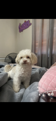 Lost Female Dog last seen Eureka and Moutain, San Bernardino, CA 92404