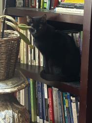 Reunited Female Cat last seen N 3rd St & Maclay St SB, Harrisburg, PA 17110