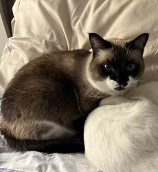 Lost Female Cat last seen Mount Barcroft Drive, Henderson, NV 89015