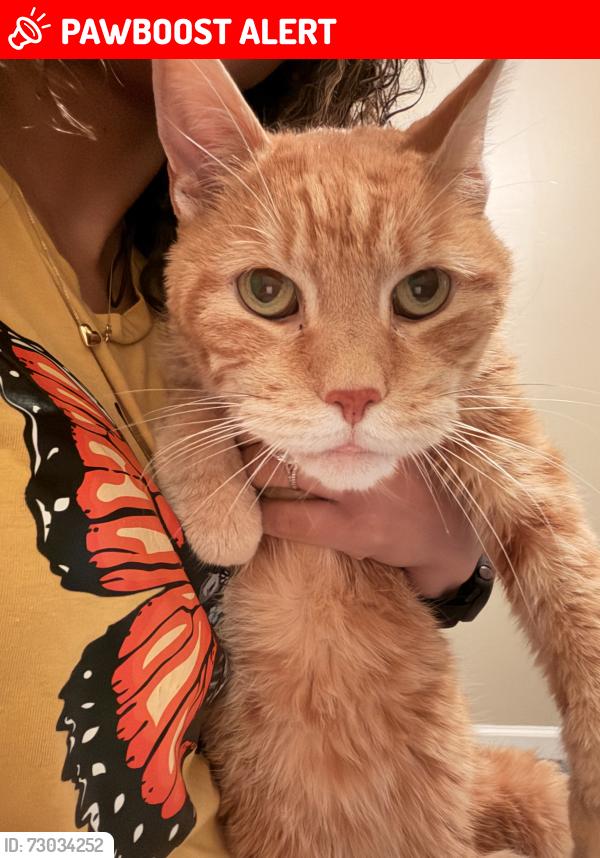 Lost Male Cat last seen S Mountain Dr, Sinking Spring , Spring Township, PA 19608