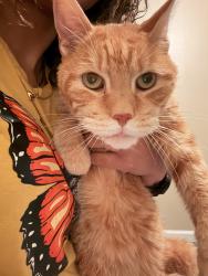 Lost Male Cat last seen S Mountain Dr, Sinking Spring , Spring Township, PA 19608