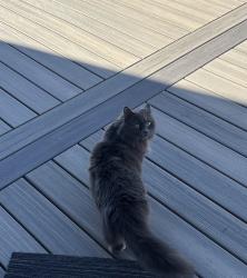 Lost Female Cat last seen MISSING CAT! Help Me Find my Cat Please!! She was last seen on Buckley St. 4 hours ago!, Quincy, MA 02169