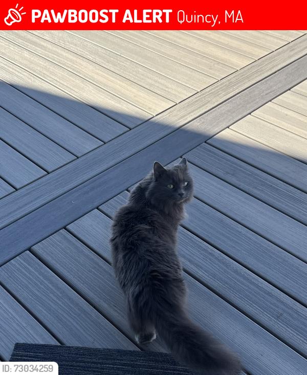 Lost Female Cat last seen MISSING CAT! Help Me Find my Cat Please!! She was last seen on Buckley St. 4 hours ago!, Quincy, MA 02169