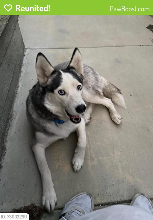 Reunited Male Dog last seen Anaheim St next to 7-Eleven and Subway, Long Beach, CA 90804