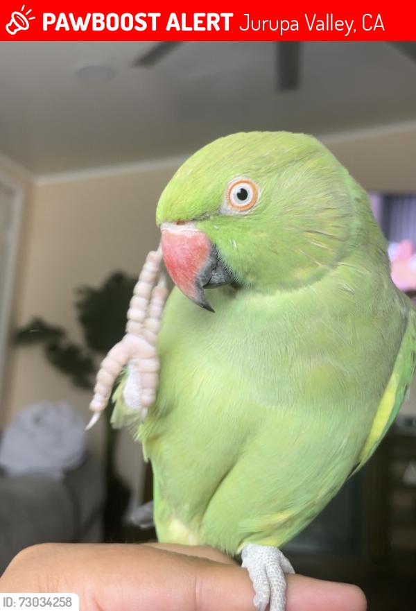 Lost Unknown Bird last seen Trail canyon near wineville park , Jurupa Valley, CA 91752