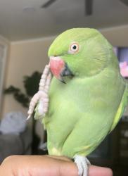 Lost Unknown Bird last seen Trail canyon near wineville park , Jurupa Valley, CA 91752