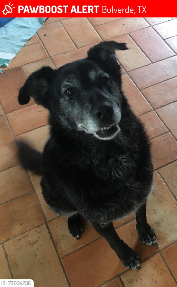 Lost Male Dog last seen Near buck ln Bulverde tx, Bulverde, TX 78163