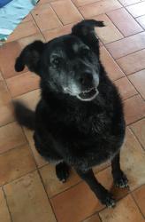 Lost Male Dog last seen Near buck ln Bulverde tx, Bulverde, TX 78163