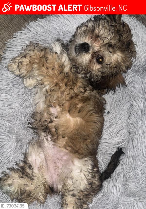 Lost Female Dog last seen Hwy 87 , Gibsonville, NC 27249